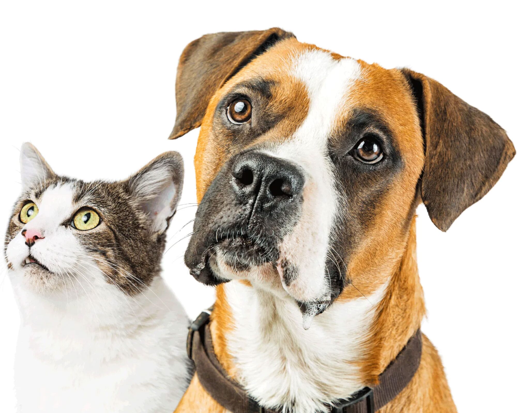 Pets